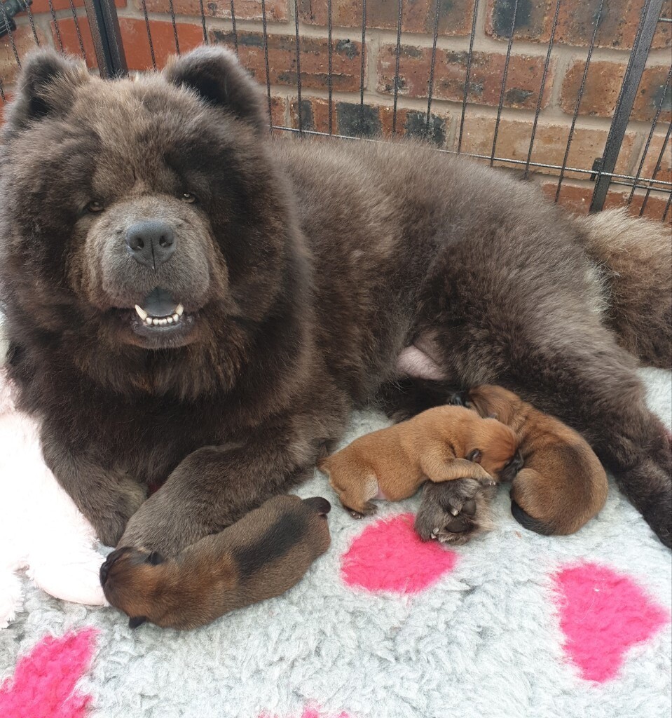 chow chow grey puppy